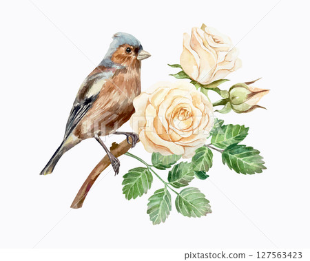 Roses watercolor and bird. Beautiful pastel peach flowers and brown finch. Hand drawn vector illustration. For vintage greeting cards, wedding invitations, banners, posters, labels. 127563423