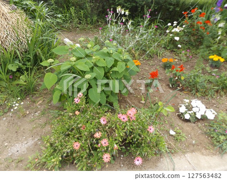 繡球花和萬壽菊開始綻放 繡球花和萬壽菊開始綻放 127563482