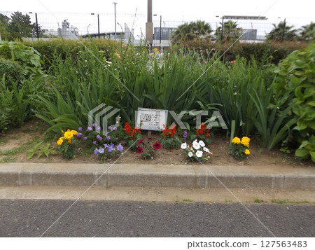Yellow marigold and white petini flowers 127563483