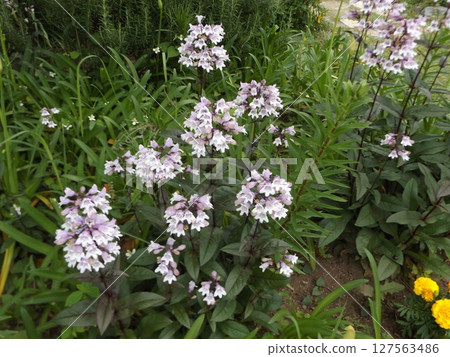 Bag-shaped light-purple flowers are penstemon 127563486