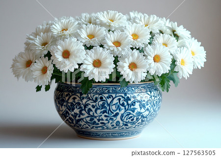 Gardening concept. Chrysanthemums plant with white flowers on a white background. Small potted plant. 127563505