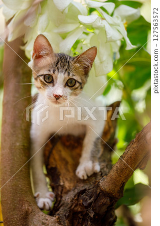 Panicked domestic kitten stuck on a tree looking for help Panicked domestic kitten stuck on a tree looking for help 127563572