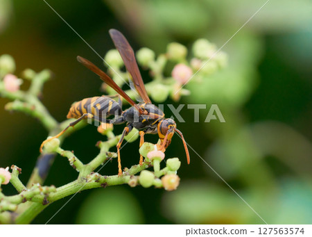 A paper wasp sucking nectar from a Japanese knotweed plant 127563574