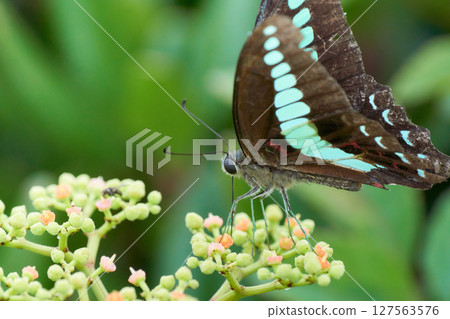 A swallowtail butterfly with injured wings sucking nectar from a Japanese knotweed plant A swallowtail butterfly with injured wings sucking nectar from a Japanese knotweed plant 127563576