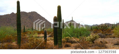 Panorama Winter San Tan Mountains Sonoran Desert Arizona Panorama Winter San Tan Mountains Sonoran Desert Arizona 127563598