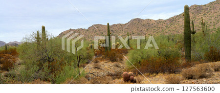 Panorama Winter San Tan Mountains Sonoran Desert Arizona Panorama Winter San Tan Mountains Sonoran Desert Arizona 127563600