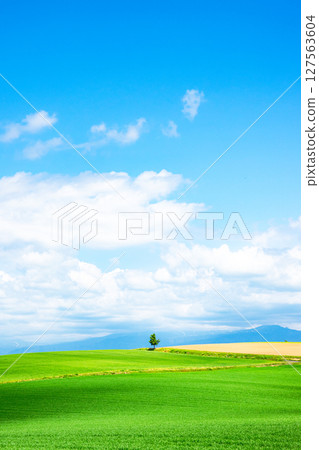 A refreshing summer landscape with trees typical of Hokkaido 127563604