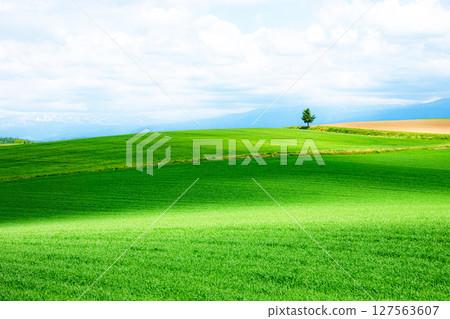A refreshing summer landscape with trees typical of Hokkaido A refreshing summer landscape with trees typical of Hokkaido 127563607