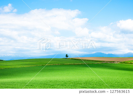 A refreshing summer landscape with trees typical of Hokkaido 127563615