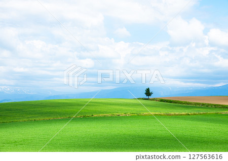 北海道特色樹木繁茂的夏日清爽景觀 127563616