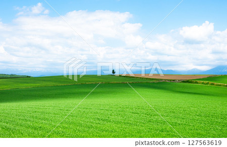 A refreshing summer landscape with trees typical of Hokkaido 127563619