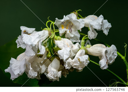 Catalpa Speciosa White Flowers Elegantly Contrasting Dark Green Background Catalpa Speciosa White Flowers Elegantly Contrasting Dark Green Background 127563746