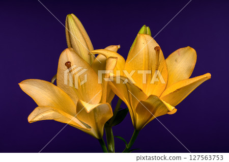 Golden Yellow Lilies with Buds on a Purple Background Golden Yellow Lilies with Buds on a Purple Background 127563753