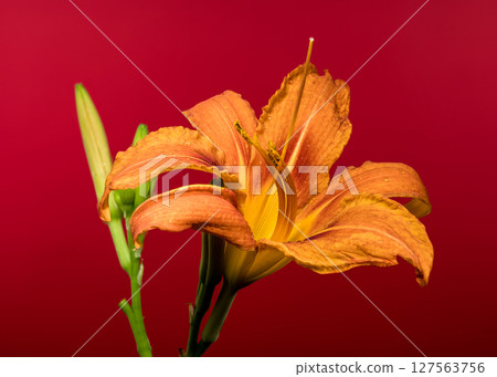 Beautiful Orange Daylily Against a Bold Red Background Beautiful Orange Daylily Against a Bold Red Background 127563756