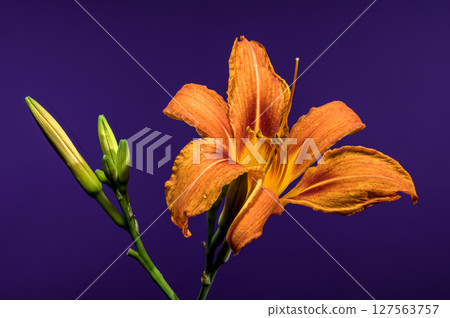 Orange Daylily Bloom on a Bold Purple Background 127563757