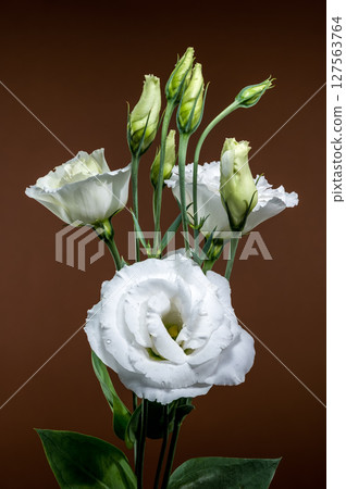 White Eustoma Flowers and Buds on a Rich Brown Background White Eustoma Flowers and Buds on a Rich Brown Background 127563764