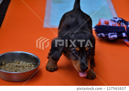 Our new family member: Dachshund 127563837