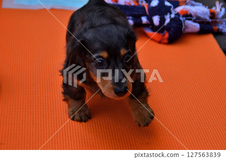 Our new family member: Dachshund Our new family member: Dachshund 127563839