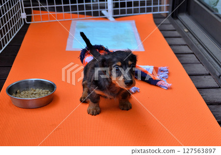 我們的新家人:臘腸犬 我們的新家人:臘腸犬 127563897