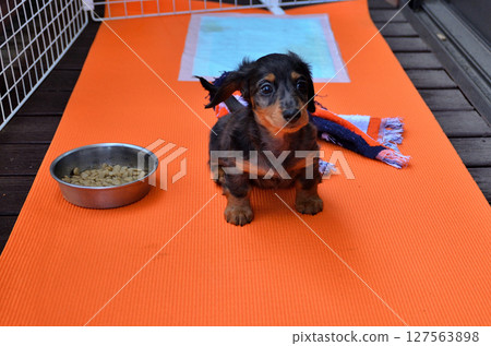 Our new family member: Dachshund Our new family member: Dachshund 127563898