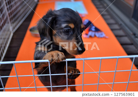 Our new family member: Dachshund Our new family member: Dachshund 127563901