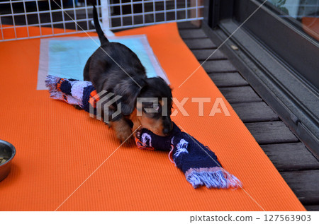 Our new family member: Dachshund Our new family member: Dachshund 127563903