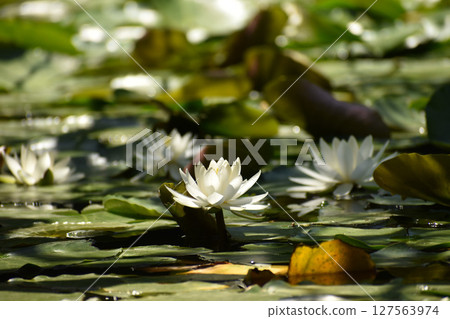 White water lilies blooming in a pond in early summer 127563974