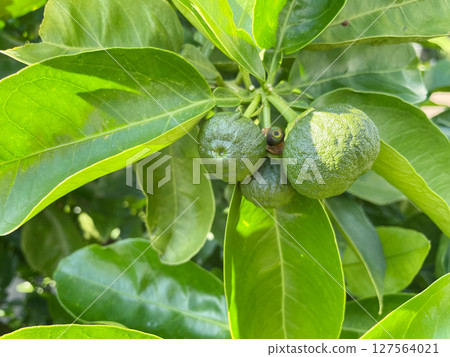 未成熟的獅子柚子 127564021