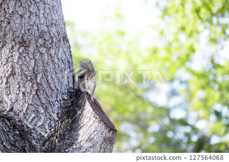 一隻東部灰松鼠出現在一棵長著新鮮綠葉的樹上 127564068