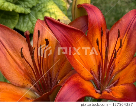 Fire Lily - Lilium bulbiferum Fire Lily - Lilium bulbiferum 127564387