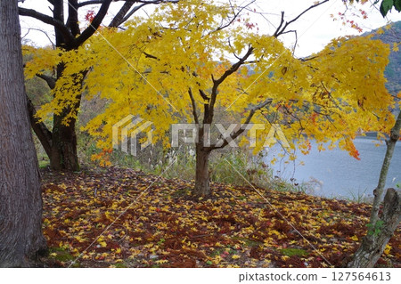 Autumn leaves at Lake Ryuhime in Akiota Town 127564613