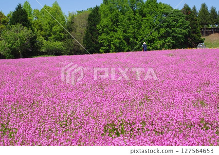 View of the Flower Plaza in Bihoku Hills Park 127564653