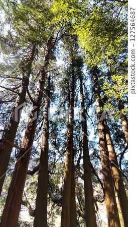 Takachiho Ama-no-Iwato Shrine East Main Shrine Seven Cedars Takachiho Ama-no-Iwato Shrine East Main Shrine Seven Cedars 127564687