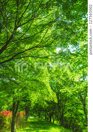 綠楓葉長廊 127565002