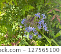 Large Melting Pot Flower 127565100