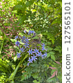 Large Melting Pot Flower 127565101