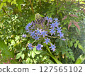 Large Melting Pot Flower 127565102