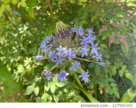 Large Melting Pot Flower 127565102