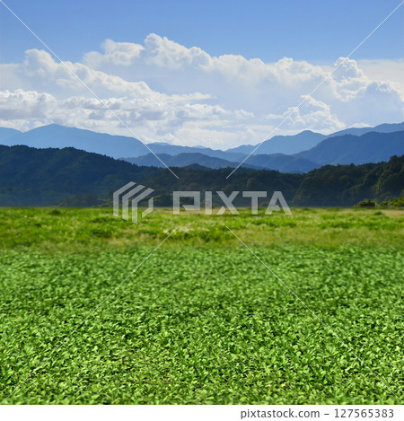 一片綠樹成蔭、藍天白雲延伸至山脈的夢幻風景，以及清涼的高原景觀。 127565383