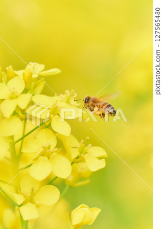 一隻蜜蜂在油菜花上盤旋採集花粉 127565480