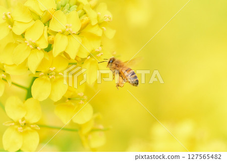 一隻蜜蜂在油菜花上盤旋採集花粉 127565482