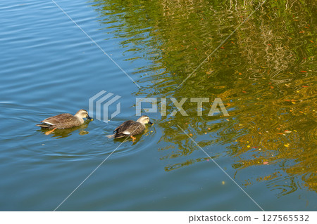 兩隻斑嘴鴨在池塘裡游泳 兩隻斑嘴鴨在池塘裡游泳 127565532