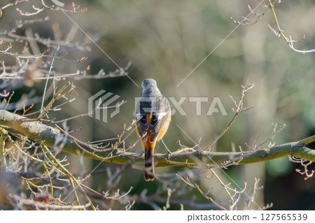 The back view of a Daurian redstart perched on a branch 127565539