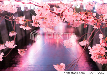 Light up at night cherry blossoms Light up at night cherry blossoms 127565567