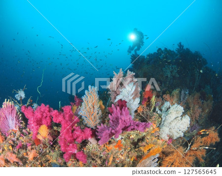 Diving in the vibrant soft corals of Ito's ocean 127565645