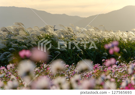 A sunset scene with silver grass and cosmos flowers swaying A sunset scene with silver grass and cosmos flowers swaying 127565693