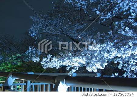 日本櫻桃在晚上 日本櫻桃在晚上 127565754