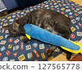 Cat and a stuffed animal 127565778