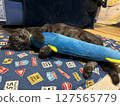 Cat and a stuffed animal 127565779