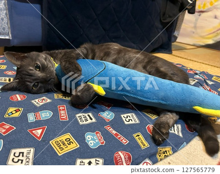 Cat and a stuffed animal 127565779